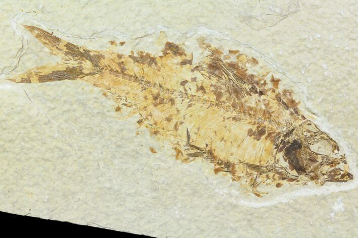 Bargain, Knightia Fossil Fish - Wyoming #85464